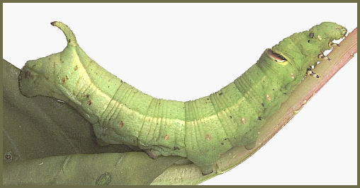 Full-grown green form larva of Theretra lucasii, Hong Kong, China. Photo: © David Mohn.