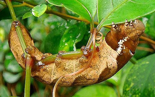 Full-grown brown form larva of Theretra lucasii, Hong Kong, China. Photo: © David Mohn.