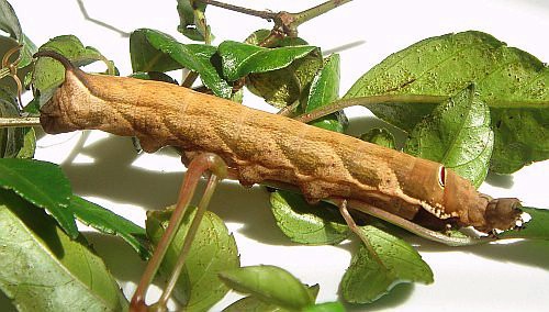 Full-grown brown form larva of Theretra lucasii, Hong Kong, China. Photo: © David Mohn.