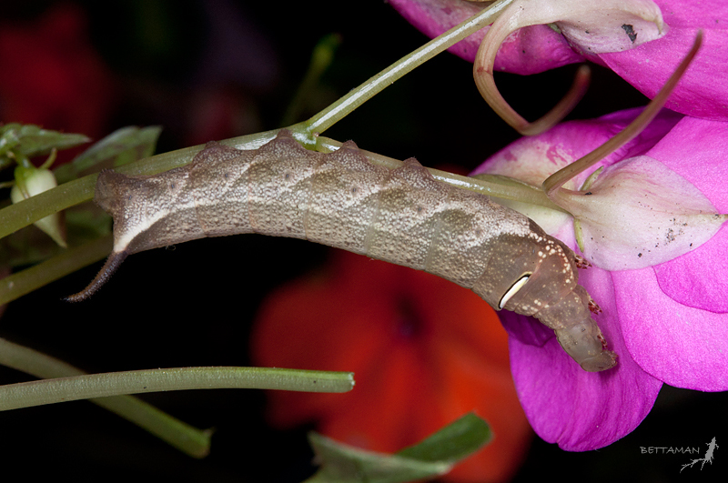 Full-grown grey-brown form larva of Theretra lucasii, Donghu, Neihu, Taipei City, Taiwan. Photo: © Shipher Wu.