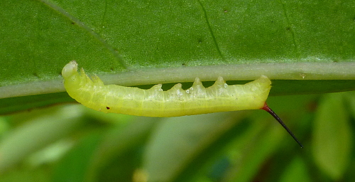 Second instar larva of Theretra lucasii, Cyberjaya, Kuala Lumpur area, Selangor, Malaysia, iv.2017. Photo: © Tony Pittaway.