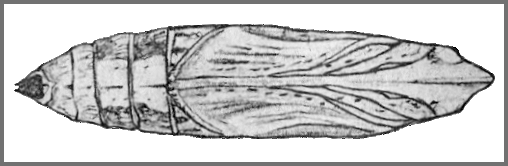 Pupa of Theretra lucasii. Image: Mell, 1922b