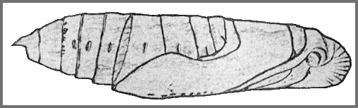 Pupa of Theretra lucasii. Image: Mell, 1922b