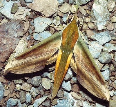 Adult Theretra nessus, Thailand. Photo: © Ian Kitching