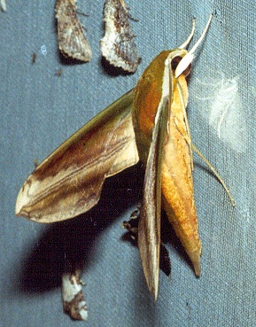 Adult Theretra nessus (side view), Thailand. Photo: © Ian Kitching