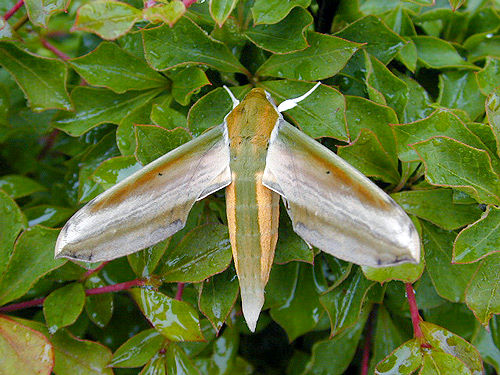 Adult Theretra nessus, Japan. Photo: © Yasuhisa Ueda.