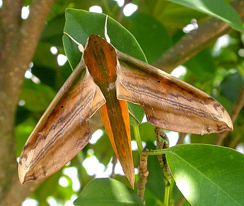 Adult Theretra nessus, Taiwan. Photo: © Felix Lin.