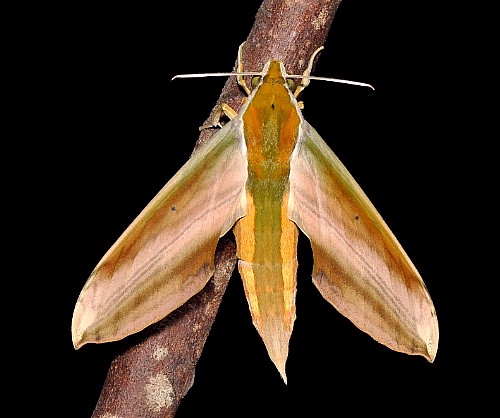 Newly emerged adult Theretra nessus, Singapore. Photo: © Leong Tzi Ming