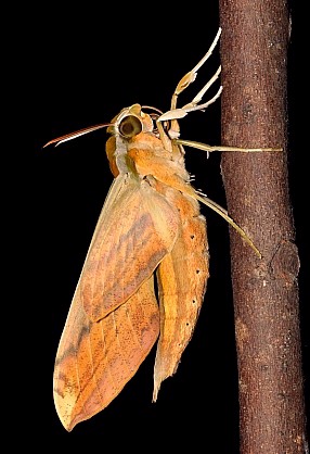 Newly emerged adult Theretra nessus (side view), Singapore. Photo: © Leong Tzi Ming