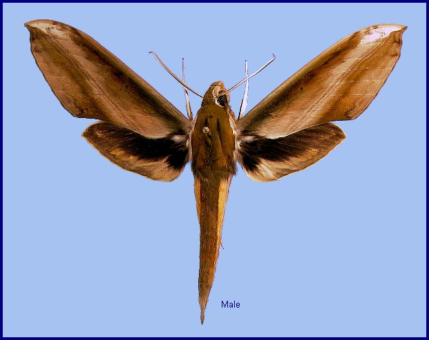 Male Theretra nessus. Photo: © NHMUK