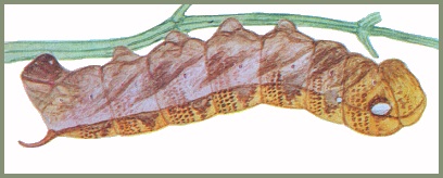 Full-grown light brown form larva of Theretra nessus. Image: Mell, 1922b