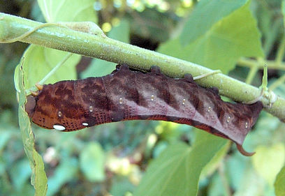 Full-grown dark brown form larva of Theretra nessus, Japan. Photo: © Toru Sakaguchi.