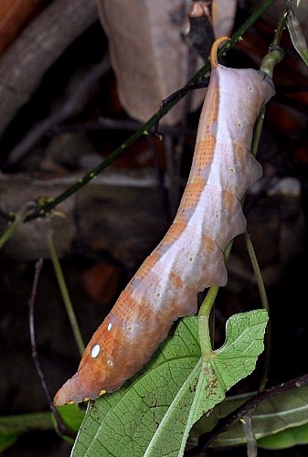 Full-grown light brown form larva of Theretra nessus, Singapore. Photo: © Leong Tzi Ming.