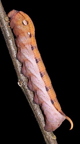 Full-grown pre-pupation form larva of Theretra nessus, Singapore. Photo: © Leong Tzi Ming.