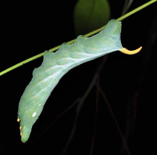 Full-grown green form larva of Theretra nessus, Singapore. Photo: © Leong Tzi Ming.