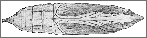 Pupa of Theretra nessus. Image: Mell, 1922b