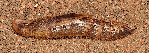 Pupa of Theretra nessus (lateral view), Singapore. Photo: © Leong Tzi Ming.