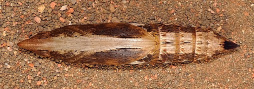 Pupa of Theretra nessus (ventral view), Singapore. Photo: © Leong Tzi Ming.