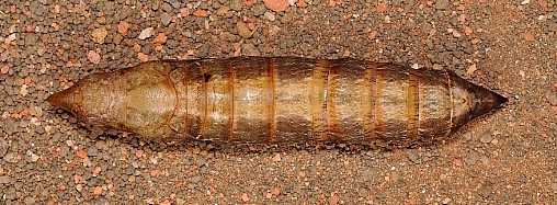 Pupa of Theretra nessus (dorsal view), Singapore. Photo: © Leong Tzi Ming.