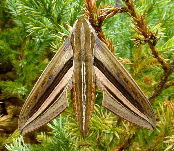 Female Theretra oldenlandiae oldenlandiae, Japan. Photo: © Tony Pittaway.