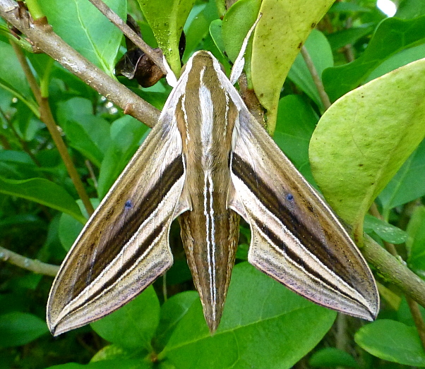 Male Theretra oldenlandiae oldenlandiae, Japan. Photo: © Tony Pittaway.