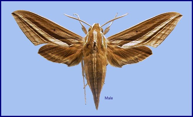 Male Theretra oldenlandiae oldenlandiae. Photo: © NHMUK