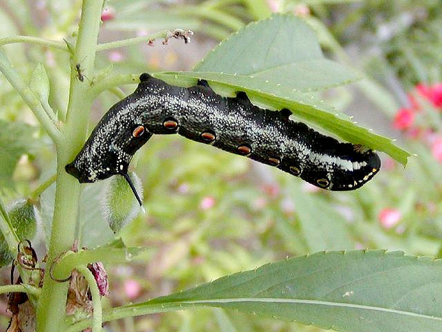 Full-grown dark form larva of Theretra oldenlandiae oldenlandiae, Japan. Photo: © Koich Kimura.