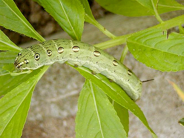 Full-grown green form larva of Theretra oldenlandiae oldenlandiae, Japan. Photo: © Koich Kimura.