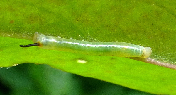 Early first instar larva of Theretra oldenlandiae oldenlandiae, Japan. Photo: © Tony Pittaway.