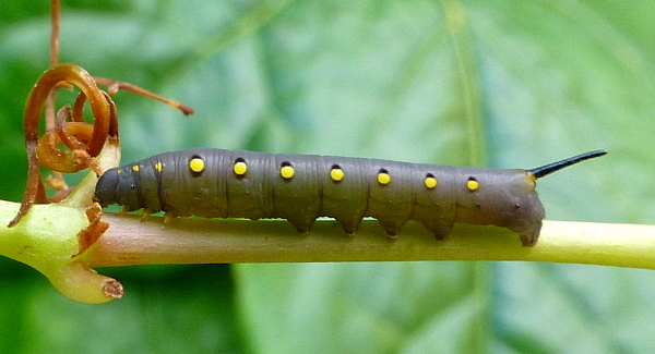 Second instar larva of Theretra oldenlandiae oldenlandiae, Japan. Photo: © Tony Pittaway.