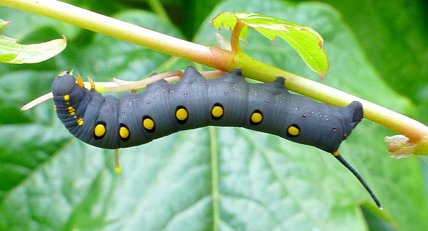 Third instar larva of Theretra oldenlandiae oldenlandiae, Japan. Photo: © Tony Pittaway.