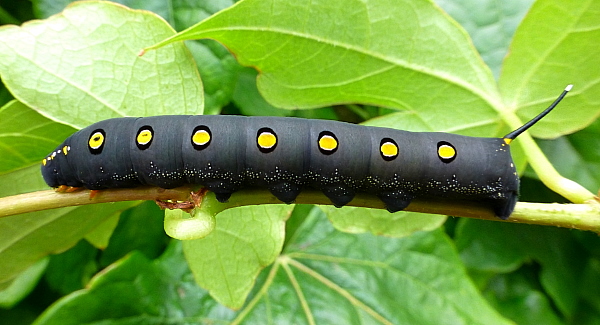Fourth instar larva of Theretra oldenlandiae oldenlandiae, Japan. Photo: © Tony Pittaway.