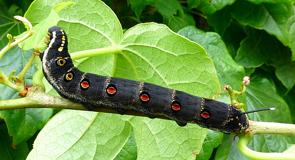 Final instar larva of Theretra oldenlandiae oldenlandiae, Japan. Photo: © Tony Pittaway.