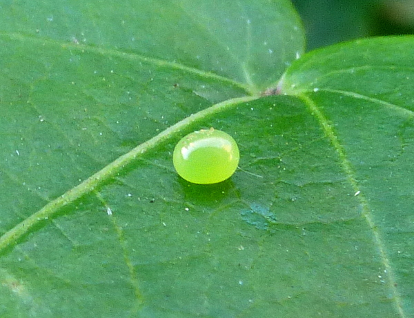 Egg of Theretra oldenlandiae oldenlandiae, Japan. Photo: © Tony Pittaway.