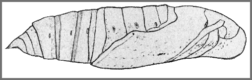 Pupa of Theretra oldenlandiae oldenlandiae. Image: Mell, 1922b