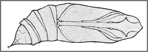 Pupa of Theretra oldenlandiae oldenlandiae. Image: Mell, 1922b