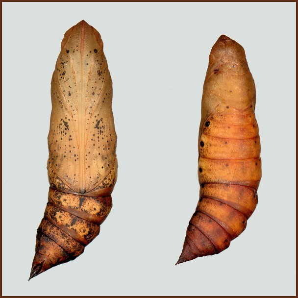 Pupae of Theretra oldenlandiae oldenlandiae, Japan.