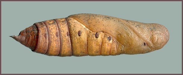 Pupae of Theretra oldenlandiae oldenlandiae, Japan. Photo: © Tony Pittaway.