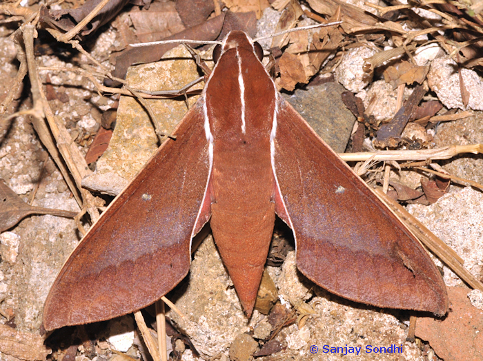 Theretra pallicosta, Siju Cave (Bat Cave), near Simsang River Game Reserve, Meghalaya, India, 3.iv.2013. Photo: © Sanjay Sondhi