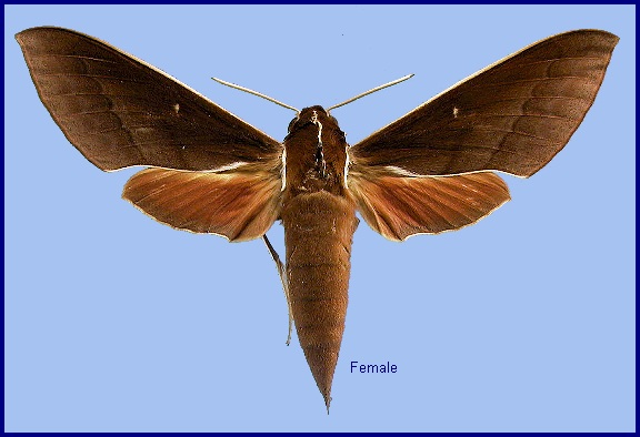 Female Theretra pallicosta. Photo: © NHMUK