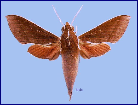 Male Theretra pallicosta. Photo: © NHMUK