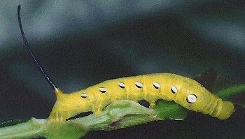 Third instar larva of Theretra pallicosta on Aporosa octandra, Hong Kong, China. Photo: © Kent H. K. Li.