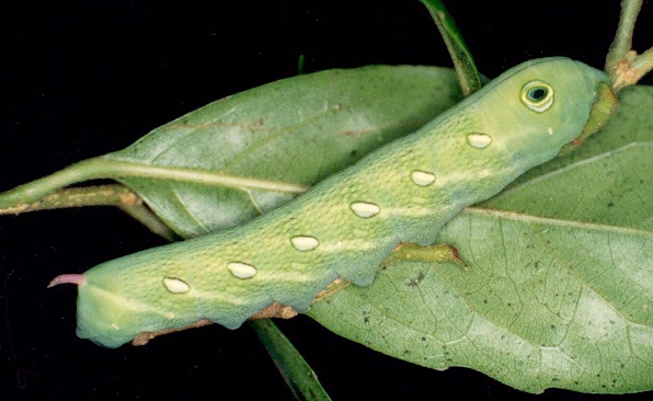 Full-grown green larva of Theretra pallicosta on Aporosa octandra, Hong Kong, China. Photo: © Kent H. K. Li.