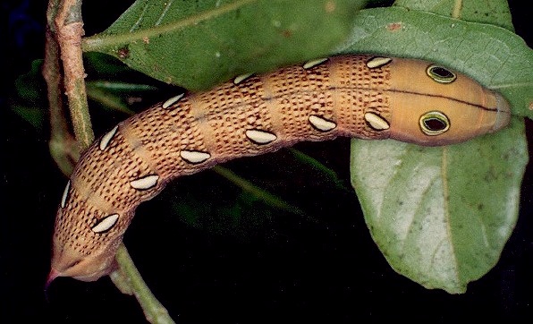 Full-grown brown larva of Theretra pallicosta on Aporosa octandra, Hong Kong, China. Photo: © Kent H. K. Li.