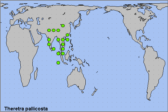 Global distribution of Theretra pallicosta. Map: © NHMUK.