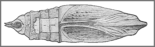 Pupa of Theretra pallicosta. Image: Mell, 1922b