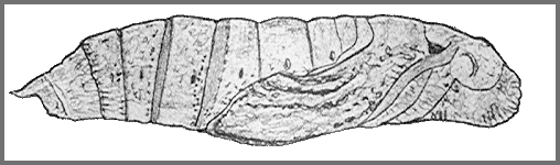 Pupa of Theretra pallicosta. Image: Mell, 1922b