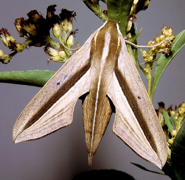 Female Theretra silhetensis silhetensis, Hangzhou, Zhejiang, China. Photo: © Tony Pittaway