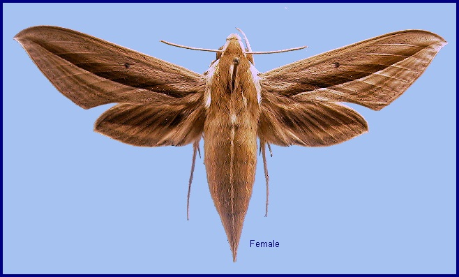 Female Theretra s. silhetensis. Photo: © NHMUK