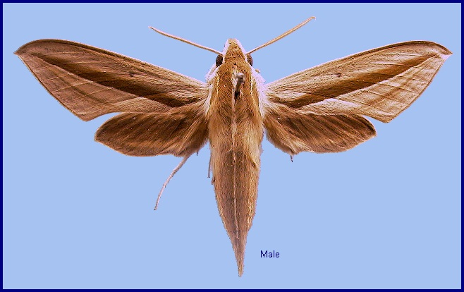 Male Theretra s. silhetensis. Photo: © NHMUK